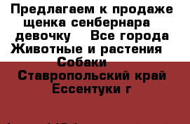 Предлагаем к продаже щенка сенбернара - девочку. - Все города Животные и растения » Собаки   . Ставропольский край,Ессентуки г.